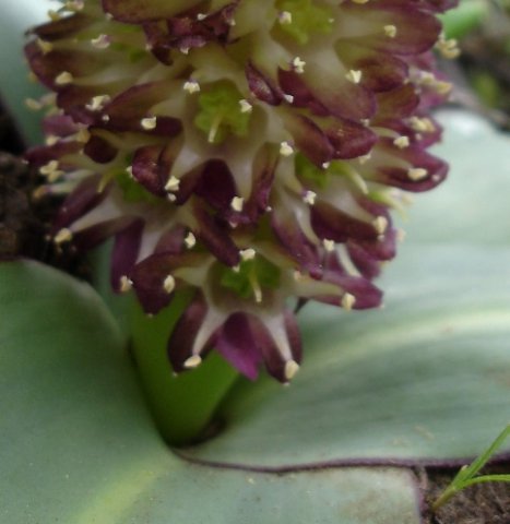 Eucomis schijffii green flower stalk and more